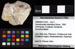 Foto (Objket + Etiketten) von Longodromites angustus (Reuss, 1858) 